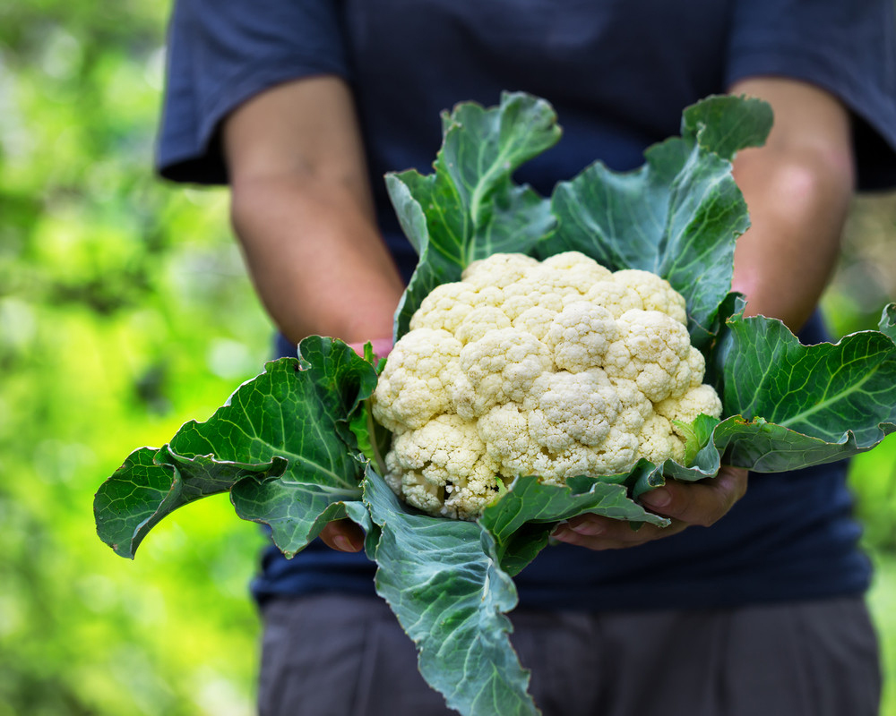 Coliflor