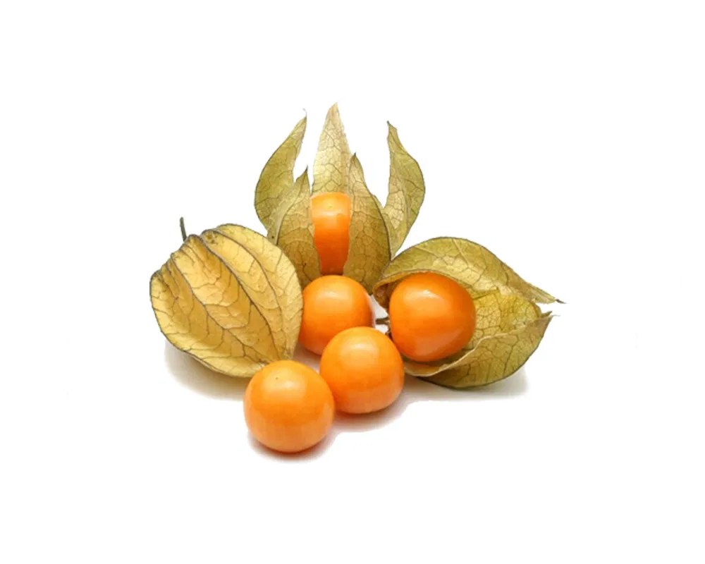 Physalis